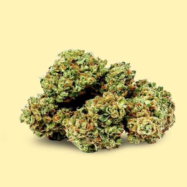 Hybrid Premiun Apple Fritter Cannabis