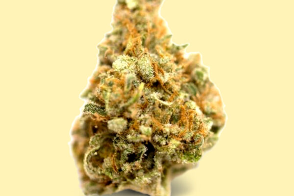 Hybrid Premiun Grape Pie Cannabis