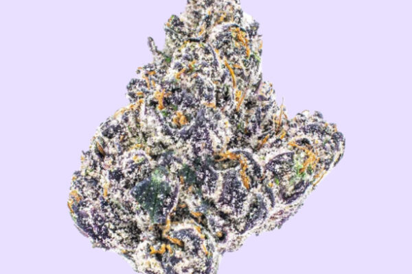 ObamaRunts-KingKong-Dispensary