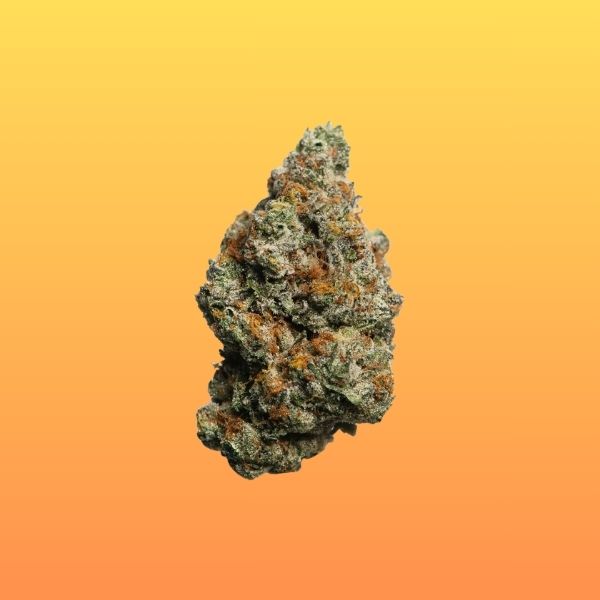 Biscotti (Hybrid)