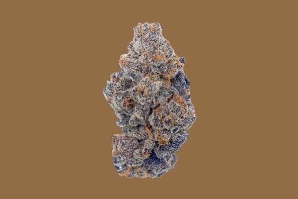 blizard-wizard-kingkong-dispensary