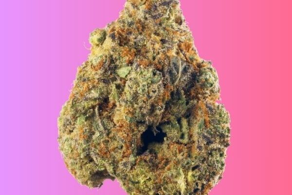 pink-runtz-kingkong-dispensary