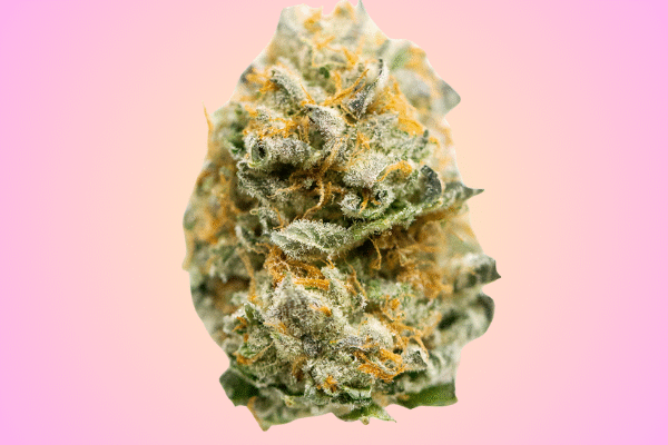 jet-fuel-gelato-kingkong-dispensary