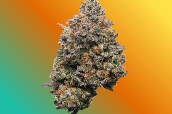 rainbow-belts-hybrid-kingkong-dispensary