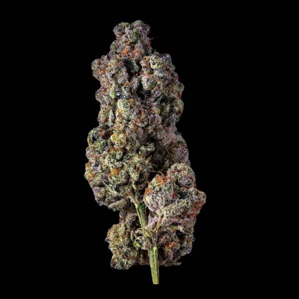 Tiger Moon hybrid flower from King Kong Dispensary in Arlington VA and DC