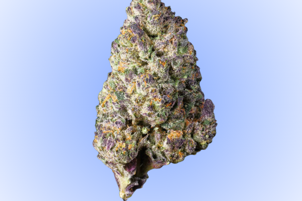 Blueberry Pancake hybrid flower available in Arlington VA and Washington DC