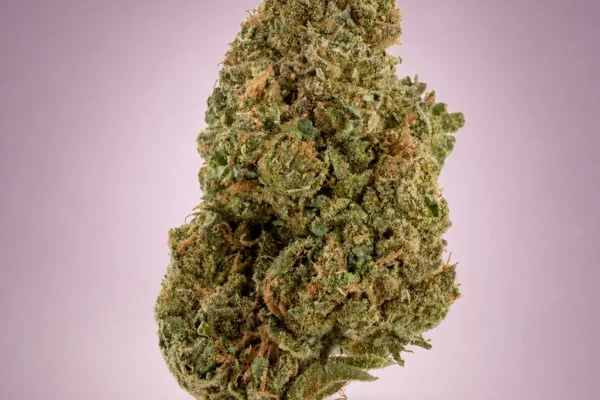 jelly-zonut-hybrid-flower-kingkong-dispensary-georgetown-dc