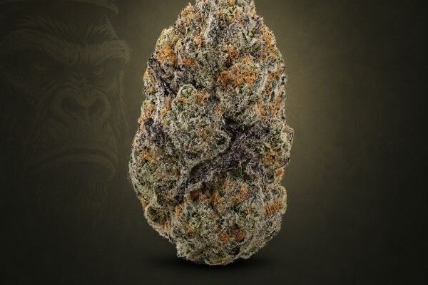 Candy 33 hybrid flower King Kong Dispensary Georgetown Washington DC Arlington VA