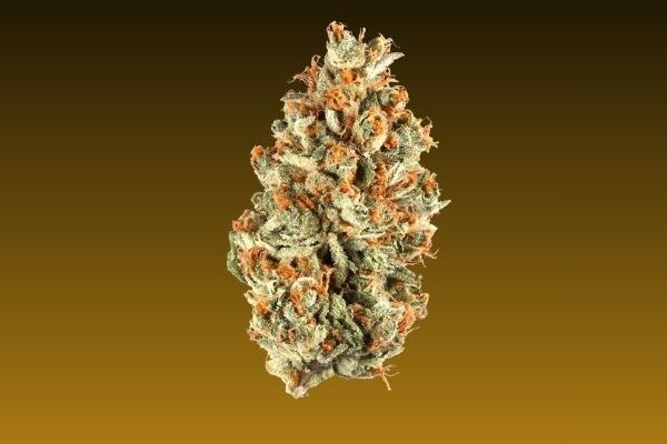 Orange Julius sativa hybrid flower available at King Kong Dispensary in Georgetown Washington DC and Arlington VA.