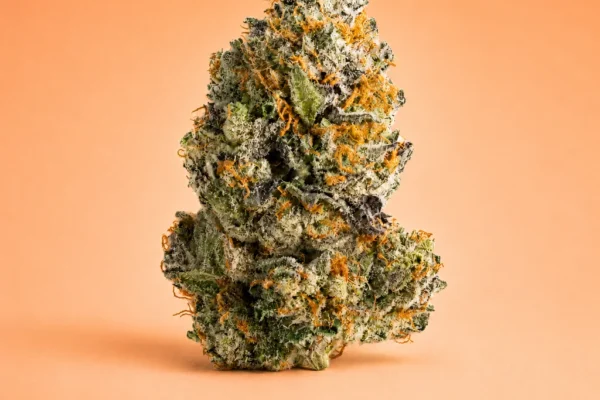 Applescotti hybrid flower available at King Kong Dispensary in Georgetown DC