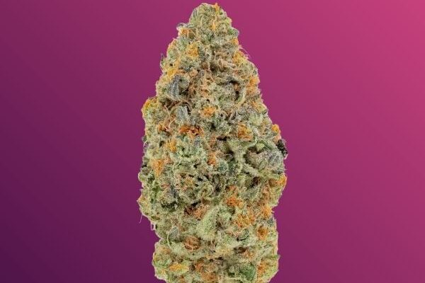 Tropicana Cherry sativa dominant hybrid flower 60/40 with sweet citrus cherry flavor and uplifting energetic effects at King Kong Dispensary Georgetown Washington DC Arlington VA