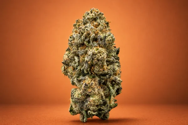 Orange Slushie flower, an Indica/Hybrid cannabis bud