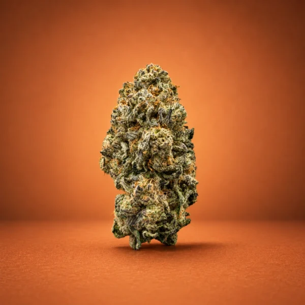 Orange Slushie flower, an Indica/Hybrid cannabis bud
