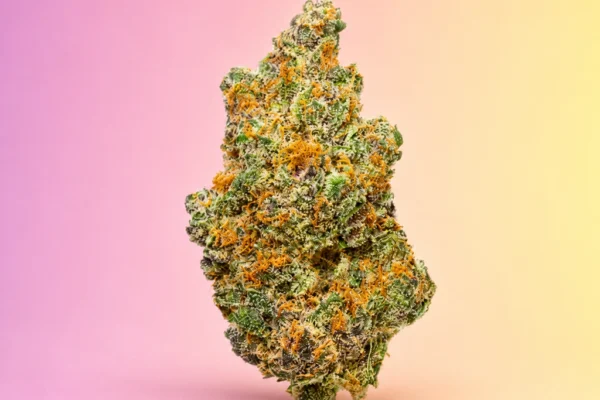 Sour OG strain flower with dense green buds, orange pistils and frosty trichomes